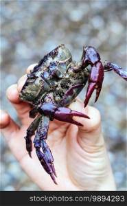 Image of Field crab in hand