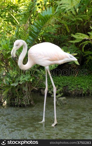 Image of flamingos in the water