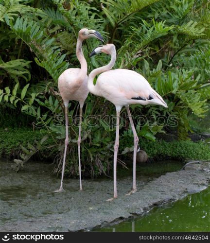 Image of flamingos in the water
