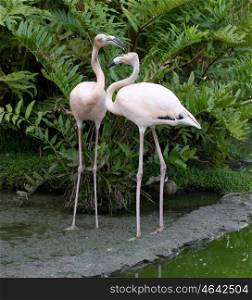 Image of flamingos in the water
