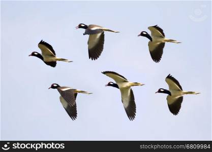 Image of flock bird flying in the sky. Wild Animals. (Red-wattled Lapwing)