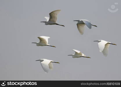 Image of flock egret flying in the sky. Heron. Wild Animals.