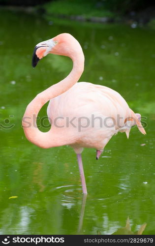 Image of four flamingos in the water