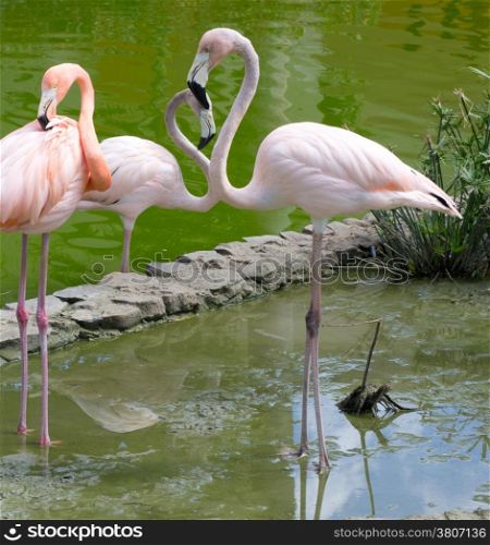 Image of four flamingos in the water