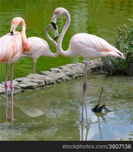 Image of four flamingos in the water