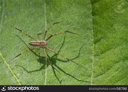 Image of Four-spotted Nursery Web Spider (Sphedanus quadrimaculata) on green leaves. Insect Animal