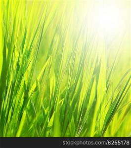 Image of fresh green grass background, spring nature, grassy border with bright yellow sun light, abstract natural backdrop, rural field, earth and ecology, sunny day, outdoors in summertime&#xA;