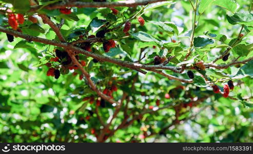 Image of Fresh mulberries on the branch in farm