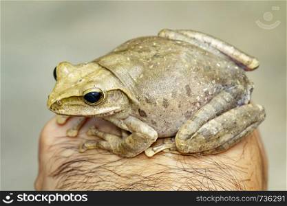 Image of Frog, Polypedates leucomystax,polypedates maculatus on hand. Amphibian. Animal.