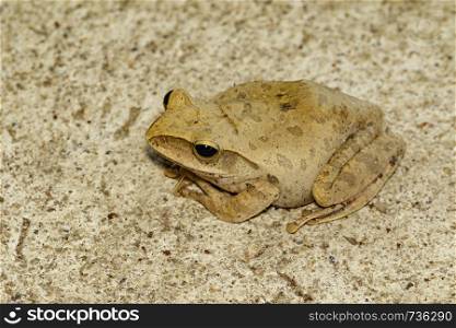Image of Frog, Polypedates leucomystax,polypedates maculatus on tiled floor. Amphibian. Animal.