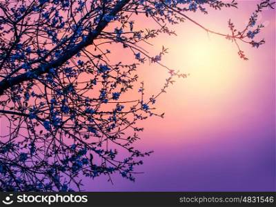 Image of gentle cherry blossom over purple sunset, abstract natural background, pink sunrise, branch of blooming fruit tree, natural border, spring season, fresh apple flowers