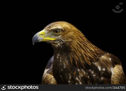 Image of golden hawk on black background. Birds. Wild Animals. 