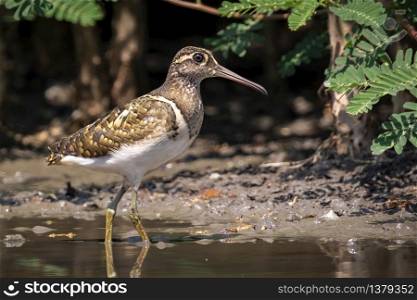 Image of Greater Painted-snipe bird(Rostratula benghalensis) looking for food in the swamp on nature background. Bird. Animals.