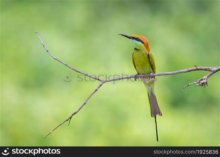 Image of Green Bee-eater bird (Merops orientalis) perched on a branch on nature background. Animals.