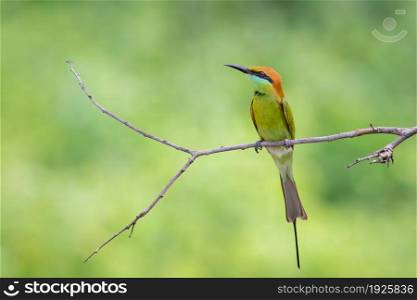 Image of Green Bee-eater bird (Merops orientalis) perched on a branch on nature background. Animals.