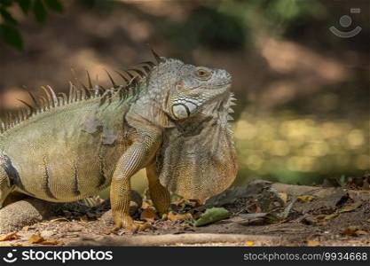Image of green iguana morph on a natural background. Animal. Reptiles