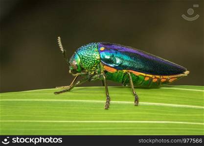 Image of green-legged metallic beetle (Sternocera aequisignata) or Jewel beetle or Metallic wood-boring beetle on the green leaves. Insect. Animal.