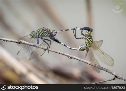 Image of green skimmer dragonfly(Orthetrum sabina) are mating on dry branches on nature background. Insect. Animal.