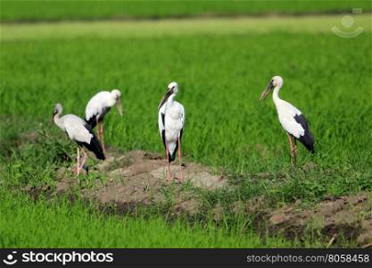 Image of group stork on nature background