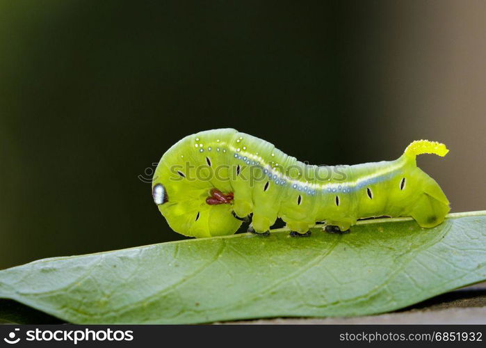 Image of Hawk Moth Caterpillar (Daphnis nerii, Sphingidae) on leaves Insect