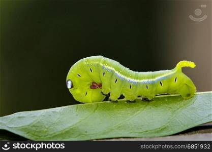 Image of Hawk Moth Caterpillar (Daphnis nerii, Sphingidae) on leaves Insect