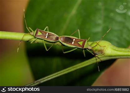 Image of Hemiptera (Green Legume Pod Bug) on nature background. Insect Animal