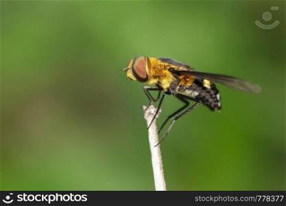 Image of hoverfly(Syrphidae) on branch on a natural background. Insect. Animal.