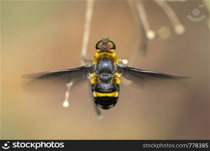 Image of hoverfly(Syrphidae) on branch on a natural background. Insect. Animal.