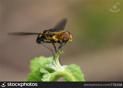 Image of hoverfly(Syrphidae) on the leaves on a natural background. Insect. Animal.