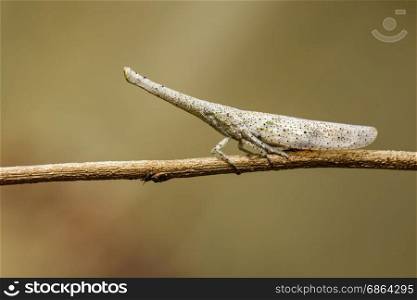Image of lantern bug or zanna sp on the branches on a natural background.. Insect Animal