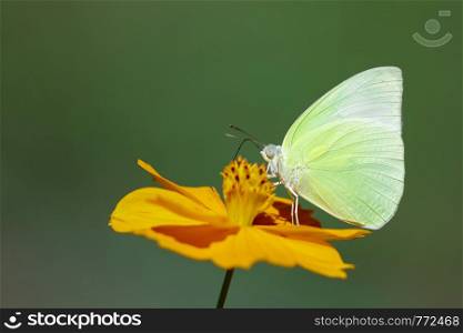 Image of lemon emigrant butterfly( Catopsilia pomona) is sucking nectar from flowers on a natural background. Insects. Animals.