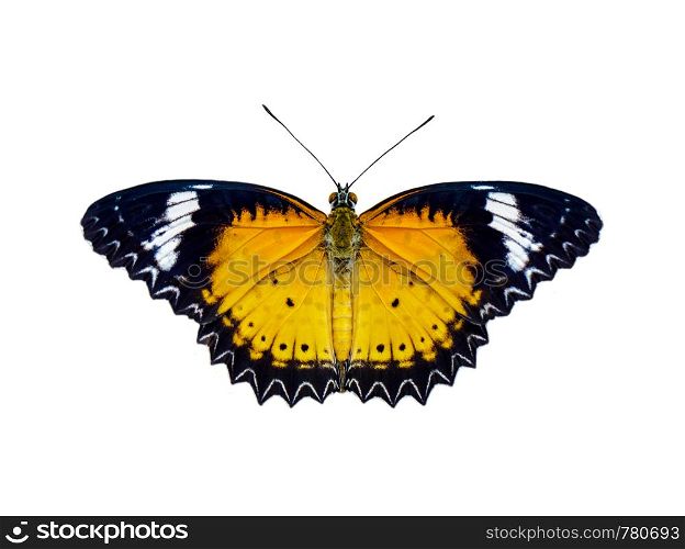Image of leopard lacewings butterfly (Cethosia cyane euanthes) isolated on white background. Insect. Animals.