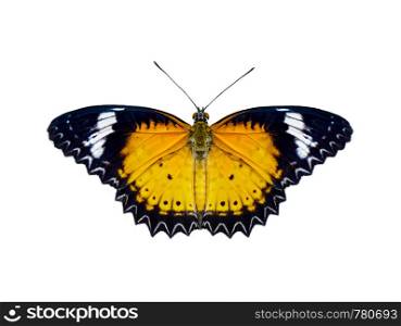 Image of leopard lacewings butterfly (Cethosia cyane euanthes) isolated on white background. Insect. Animals.