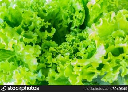 Image of lettuce The raw material for cooking as a background, closeup,macro