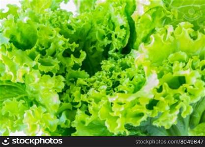 Image of lettuce The raw material for cooking as a background, closeup,macro