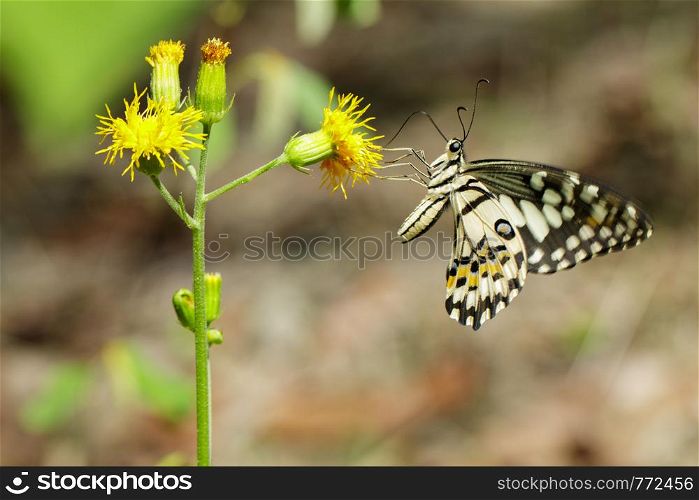 Image of lime butterfly(Papilio demoleus) is sucking nectar from flowers on a natural background. Insects. Animals.