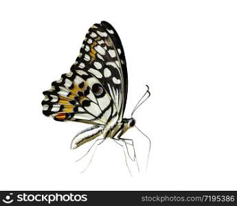 Image of lime butterfly(Papilio demoleus) isolated on white background.