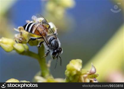 Image of little bee or dwarf bee Apis florea  on yellow flower collects nectar on a natural background. Insect. Animal.