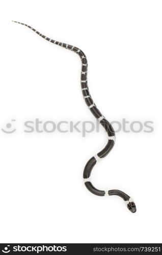 Image of little snake (Lycodon laoensis) on white background., Reptile,. Animals