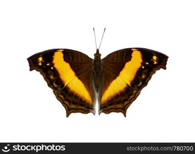 Image of lurcher butterfly(Yoma sabina vasuki) isolated on white background. Insect. Animals.