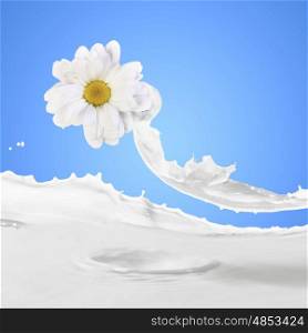Image of milk splashes. Image of milk splashes with camomile against color background