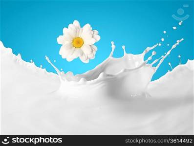Image of milk splashes with camomile against color background