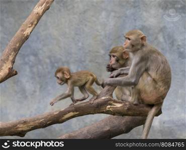 Image of monkey family sitting on a tree branch.