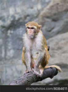 Image of monkey sitting on a tree branch.