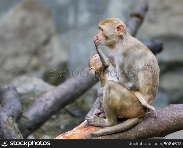 Image of mother monkey and baby monkey sitting on a tree branch.