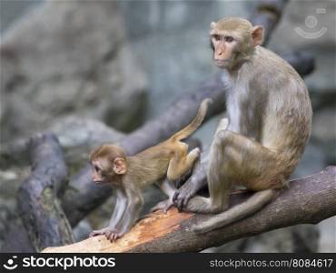 Image of mother monkey and baby monkey sitting on a tree branch.