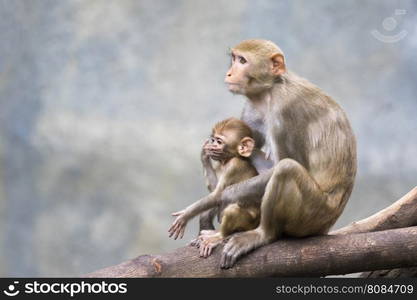 Image of mother monkey and baby monkey sitting on a tree branch.