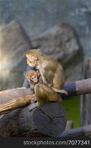 Image of mother monkey and baby monkey sitting on a tree branch. Wild animals.