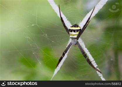 Image of multi-coloured argiope spider (Argiope pulchellla. ) in the net. Insect Animal