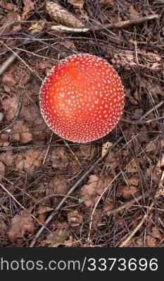 Image of mushroom, that grows in the carpathian forest